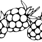 Raskrasil.com-Coloring-Pages-Berries-65