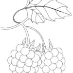 Raskrasil.com-Coloring-Pages-Berries-7