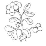 Raskrasil.com-Coloring-Pages-Berries-70