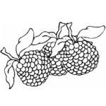 Raskrasil.com-Coloring-Pages-Berries-71