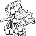 Raskrasil.com-Coloring-Pages-Berries-76