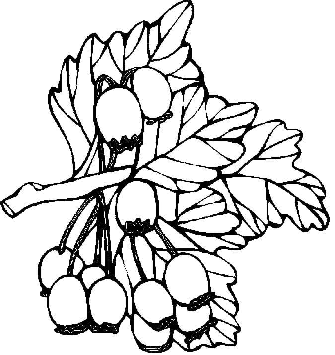 Berries Coloring Pages | 100 Free Printable Pictures