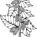Raskrasil.com-Coloring-Pages-Berries-77