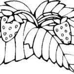 Raskrasil.com-Coloring-Pages-Berries-78
