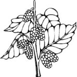 Raskrasil.com-Coloring-Pages-Berries-79