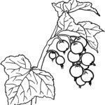 Raskrasil.com-Coloring-Pages-Berries-84