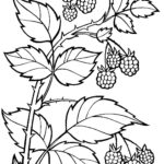 Raskrasil.com-Coloring-Pages-Berries-85