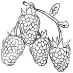 Raskrasil.com-Coloring-Pages-Berries-88