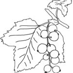 Raskrasil.com-Coloring-Pages-Berries-89