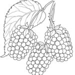 Raskrasil.com-Coloring-Pages-Berries-93