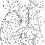 Raskrasil.com-Coloring-Pages-Berries-96