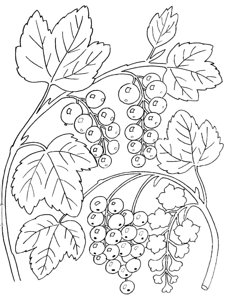 Raskrasil.com-Coloring-Pages-Berries-96