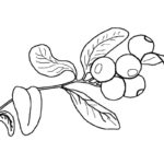 Raskrasil.com-Coloring-Pages-Berries-97