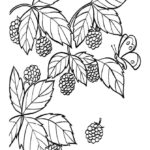 Raskrasil.com-Coloring-Pages-Berries-98