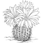 Raskrasil.com-Coloring-Pages-Cactus-10