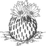 Raskrasil.com-Coloring-Pages-Cactus-100