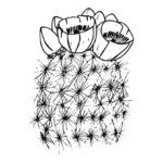 Raskrasil.com-Coloring-Pages-Cactus-12
