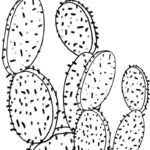 Raskrasil.com-Coloring-Pages-Cactus-18