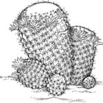 Raskrasil.com-Coloring-Pages-Cactus-19