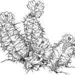 Raskrasil.com-Coloring-Pages-Cactus-24