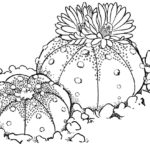 Raskrasil.com-Coloring-Pages-Cactus-25