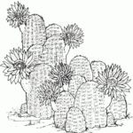 Raskrasil.com-Coloring-Pages-Cactus-28