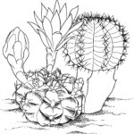 Raskrasil.com-Coloring-Pages-Cactus-3