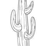 Raskrasil.com-Coloring-Pages-Cactus-39