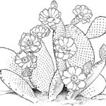 Raskrasil.com-Coloring-Pages-Cactus-43