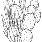 Raskrasil.com-Coloring-Pages-Cactus-55