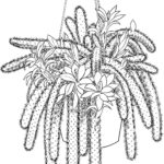 Previous Attachment