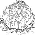 Raskrasil.com-Coloring-Pages-Cactus-7