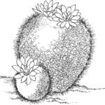 Raskrasil.com-Coloring-Pages-Cactus-78