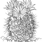 Raskrasil.com-Coloring-Pages-Cactus-8