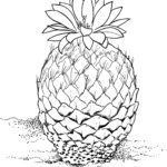 Raskrasil.com-Coloring-Pages-Cactus-80