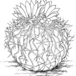 Raskrasil.com-Coloring-Pages-Cactus-93