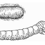 Raskrasil.com-Coloring-Pages-Caterpillar-107