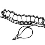 Raskrasil.com-Coloring-Pages-Caterpillar-12