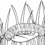 Raskrasil.com-Coloring-Pages-Caterpillar-15
