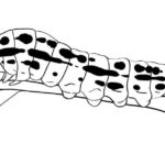 Raskrasil.com-Coloring-Pages-Caterpillar-18