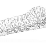 Raskrasil.com-Coloring-Pages-Caterpillar-24
