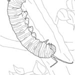 Raskrasil.com-Coloring-Pages-Caterpillar-28
