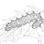Raskrasil.com-Coloring-Pages-Caterpillar-29