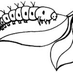 Raskrasil.com-Coloring-Pages-Caterpillar-3