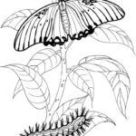 Raskrasil.com-Coloring-Pages-Caterpillar-30