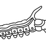 Raskrasil.com-Coloring-Pages-Caterpillar-34