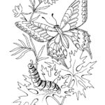 Raskrasil.com-Coloring-Pages-Caterpillar-43