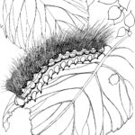 Raskrasil.com-Coloring-Pages-Caterpillar-48