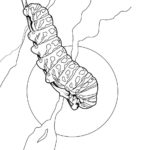 Raskrasil.com-Coloring-Pages-Caterpillar-77