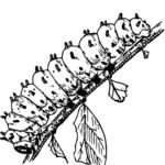 Raskrasil.com-Coloring-Pages-Caterpillar-78